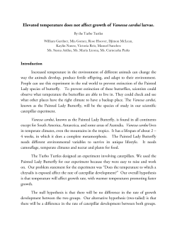 Elevated temperature does not affect growth of Vanessa cardui larvae.