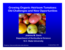 Growing Organic Heirloom Tomatoes