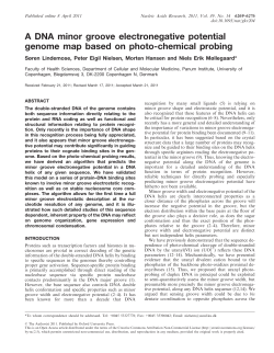 A DNA minor groove electronegative potential