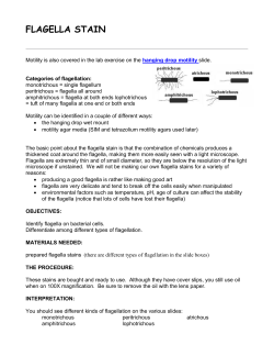 FLAGELLA STAIN