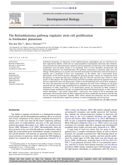 The Retinoblastoma pathway regulates stem cell