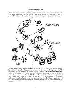 Plasmodium Life Cycle