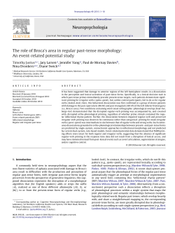 The role of Broca`s area in regular past