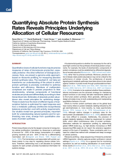 Quantifying Absolute Protein Synthesis Rates Reveals