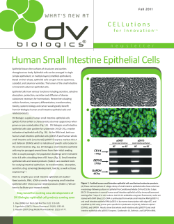 Human Small Intestine Epithelial Cells