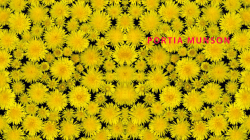 Little Suns Hollow Bones, 2015