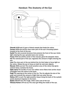 Handout: The Anatomy of the Eye