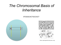Chromosomes - Barley World
