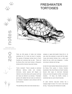 Freshwater Tortoises