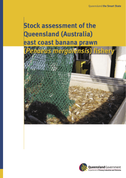 Stock assessment of east coast banana prawn