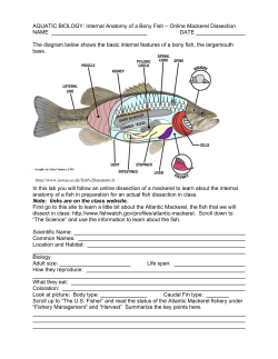 AQUATIC BIOLOGY: Internal Anatomy of a Bony Fish &ndash; Online