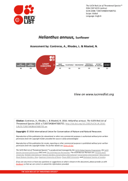 Helianthus annuus, Sunflower