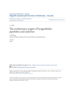 The evolutionary origins of Syngnathidae: pipefishes and seahorses