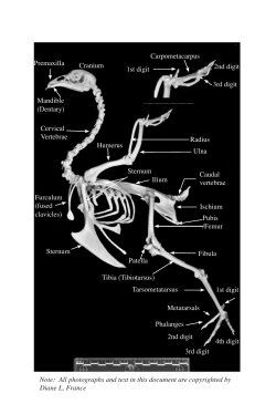 (Tibiotarsus) Fibula Sternum Furculum