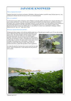 japanese knotweed