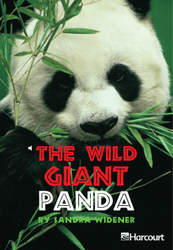 GIANT PANDA