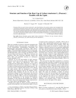 Structure and Function of the Root Cap of Lolium temulentum L