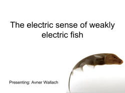 The electric sense of weakly electric fish