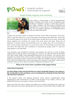 Puppy biting, nipping and mouthing