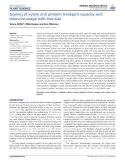 Scaling of xylem and phloem transport capacity and resource usage