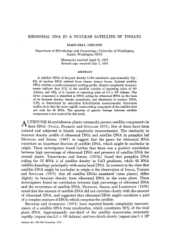 RIBOSOMAL DNA IN A NUCLEAR SATELLITE OF