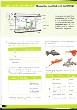 Hierarchical classification of living things