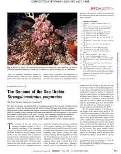 The Genome of the Sea Urchin Strongylocentrotus