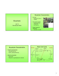 Bryophytes Bryophyte Characteristics Plant Life Cycle