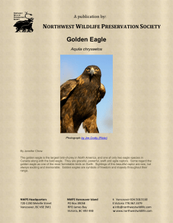Golden Eagle - Northwest Wildlife Preservation Society