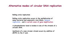 Alternative modes of circular DNA replication