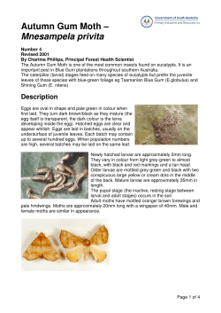 Autumn Gum Moth – Mnesampela privita