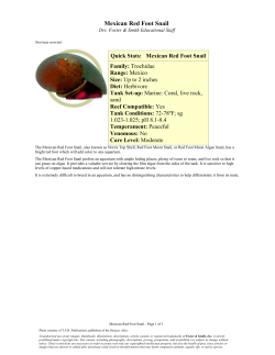 Mexican Red Foot Snail