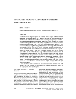 kinetochore microtubule numbers of different sized