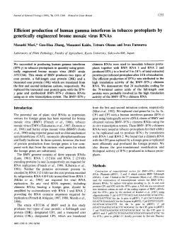 Efficient production of human gamma interferon
