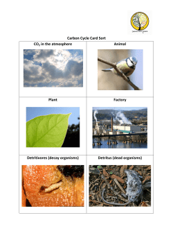 Carbon Cycle Card Sort CO2 in the atmosphere Animal Plant