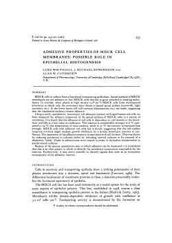 adhesive properties of mdck cell membranes: possible role in
