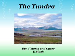 The Tundra