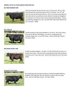 BRANDL CATTLE CO. BLACK ANGUS COWS FOR SALE BCC