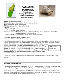 RADIATED TORTOISE