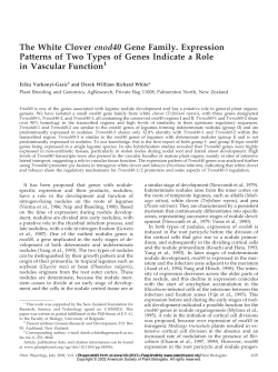The White Clover enod40 Gene Family