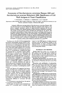 Synonymy of Saccharomyces cereuzsiae Hansen 1883 and