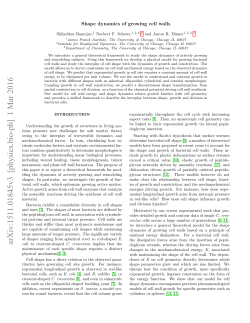 Shape dynamics of growing cell walls