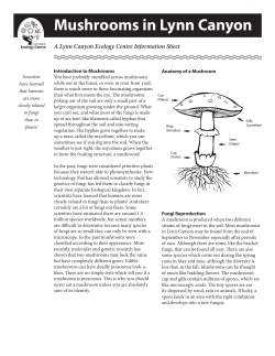 Mushrooms in Lynn Canyon - Lynn Canyon Ecology Centre