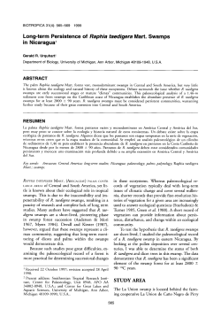 Long-term Persistence of Raphia taedigera Mart. Swamps in