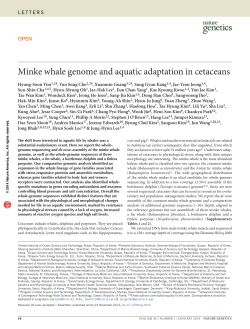 Minke whale genome and aquatic adaptation in cetaceans