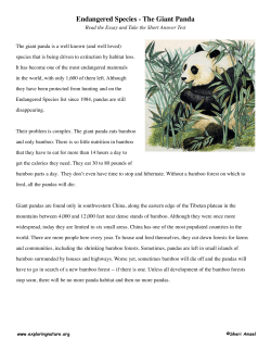Endangered Species - The Giant Panda