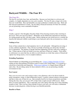 Backyard Wildlife &ndash; The Four B`s