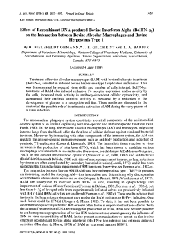 Effect of Recombinant DNA-produced Bovine Interferon Alpha