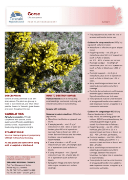 Gorse