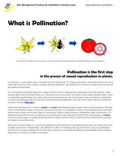 What is Pollination?